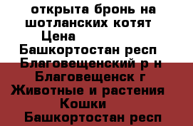 открыта бронь на шотланских котят › Цена ­ 1500-2000 - Башкортостан респ., Благовещенский р-н, Благовещенск г. Животные и растения » Кошки   . Башкортостан респ.